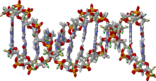 Struktura DNA