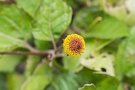 Acmella oleracea in Jardin des 5 sens (2).jpg