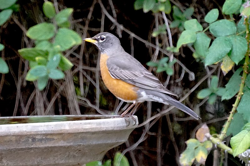 File:American Robin (31694967867).jpg