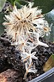 Pappus-tufted fruits starting to be dispersed by the wind