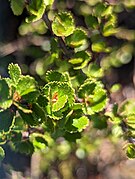 Betula nana, Widdybank (53061232540).jpg