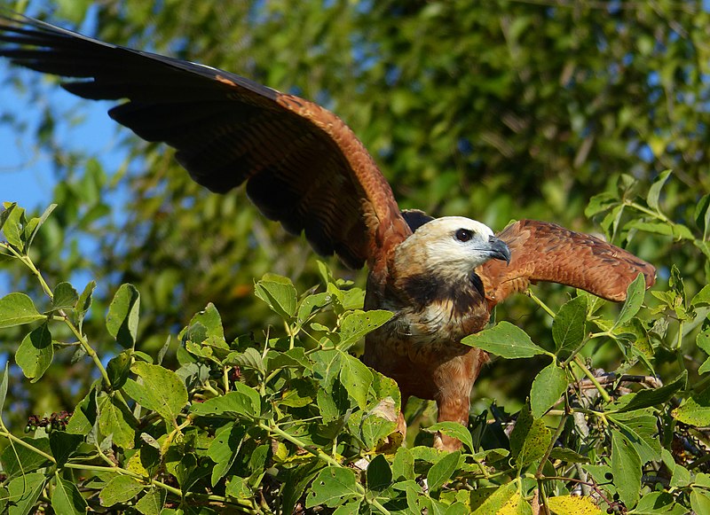 File:Black-collared Hawk (Busarellus nigricollis) before take-off ... (28413102781).jpg