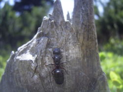 Camponotus herculeanus 2.jpg