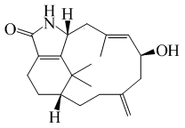 centru