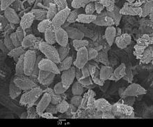 SEM image of "Collinia" sp., which can cause mass mortality in affected krill populations