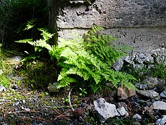 Dryopteris sp.jpg