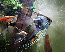 Escalar o pez ángel (Pterophyllum scalare).jpg