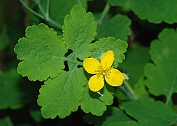 A leaf and an open flower