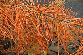 Close-up of autumn foliage