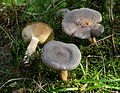 Ryzec kokoska (Lactarius mammosus)