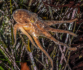 Pazifischen Roden Kraken