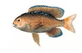 Stegastes fuscus