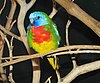 A small red-chested blue-faced parrot sits on a perch