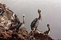 Islas Ballestas, Peru