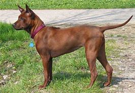 Thai ridgebackdog