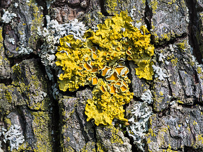 Xanthoria parietina (Common Orange Lichen)