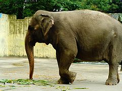 Asian Elephant, Manila Zoo