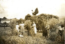 Scène de moisson au Candaouan de Borië en juillet 1940