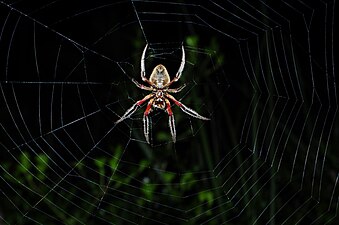 Underside of an orb weaver spider in the garden in Lisarow at night including part of the web.