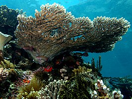 Acropora latistella