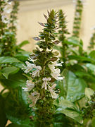 Basil Flower2.jpg