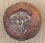 Botrytis-rot op Goudreinet