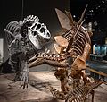 Stegosaurus vs. Allosaurus, Denver Museum of Nature and Science.