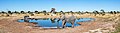 19. Afrikai elefánt (Loxodonta africana) (Elephant Sands, Botswana) (javítás)/(csere)