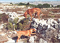 Two Pharaoh Hounds hunting rabbits