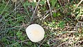 edible wild mushroom in Kefalonia