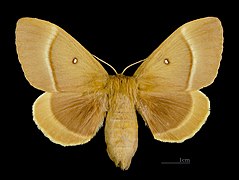 Lado dorsal da fêmea MHNT