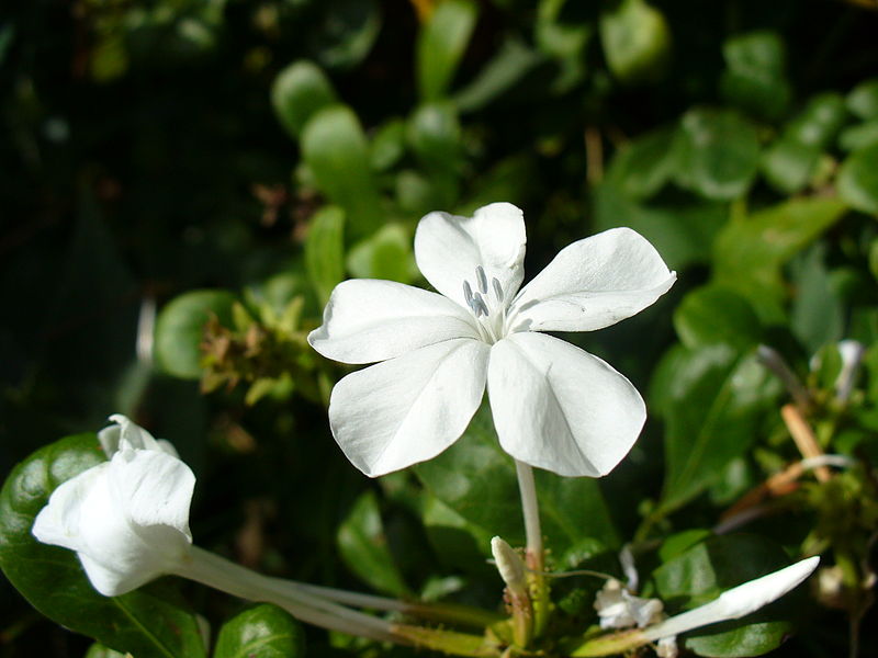 File:Littleflower2.jpg