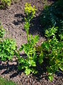 wild parsnip