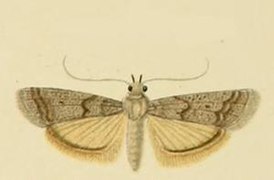 Pararotruda nesiotica.