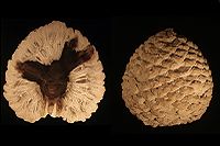 Petrified cone of Araucaria mirabilis from Patagonia, Argentina dating from the Jurassic Period (approx. 210 Ma)