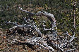 Krummholz tree, Wenatchee Mountains