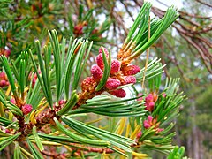 Pollen cones, Rock Creek Canyon, eastern Sierra Nevada, California