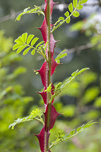 Leŝana rozo (Rosa omeiensis)