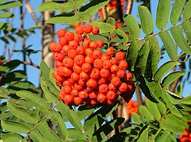 Kotipihlajan (Sorbus aucuparia) marjoja.