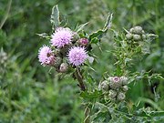 A creeping thistle with a "cuckoo spit"