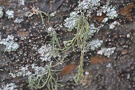 Usnea - The Beard Lichens.jpg