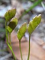 Schizaea