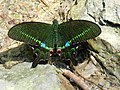 Papilio hermosanus (Taiwanese Paris Peacock)