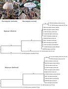 Macrolepiota phylogenies.jpg