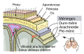 Une coupe des différents méninges.