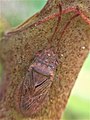 Meschiidae : Meschia barrowensis, Nouvelle-Zélande