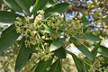 Alstonia scholaris