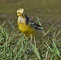 male in breeding plumage