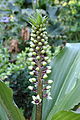 * Nomination Budding buds Eucomis montana.-- Famberhorst 15:50, 12 August 2013 (UTC) * Promotion Ok for the quality but there is a problem with a categorie of your file --Christian Ferrer 19:19, 12 August 2013 (UTC)  Done Dank u. Category aangepast.-- Famberhorst 05:03, 13 August 2013 (UTC)  Support OK for me --Christian Ferrer 11:28, 13 August 2013 (UTC)