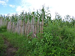 Xenebreiro de Africa leste, usado para facer estacas para sebes resistentes aos térmites